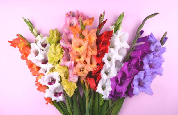Different gladioli flowers color with pink background