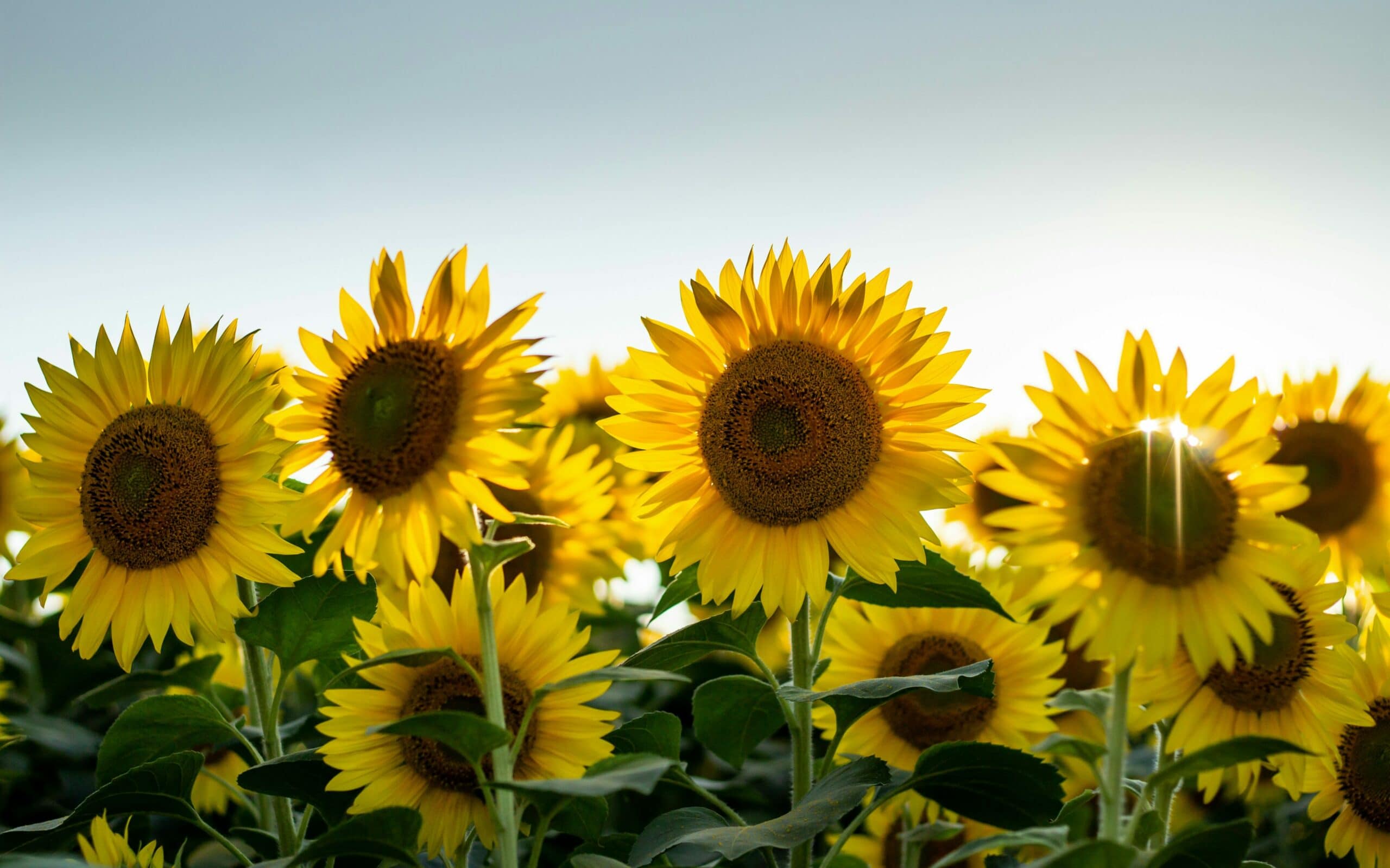 Radiant and Joyful Love edited scaled radiant and joyful love