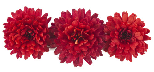 Red Chrysanthemum Flower