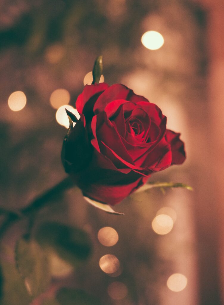 Romantic Red Roses in A Romantic Lights