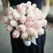 romantic tulips