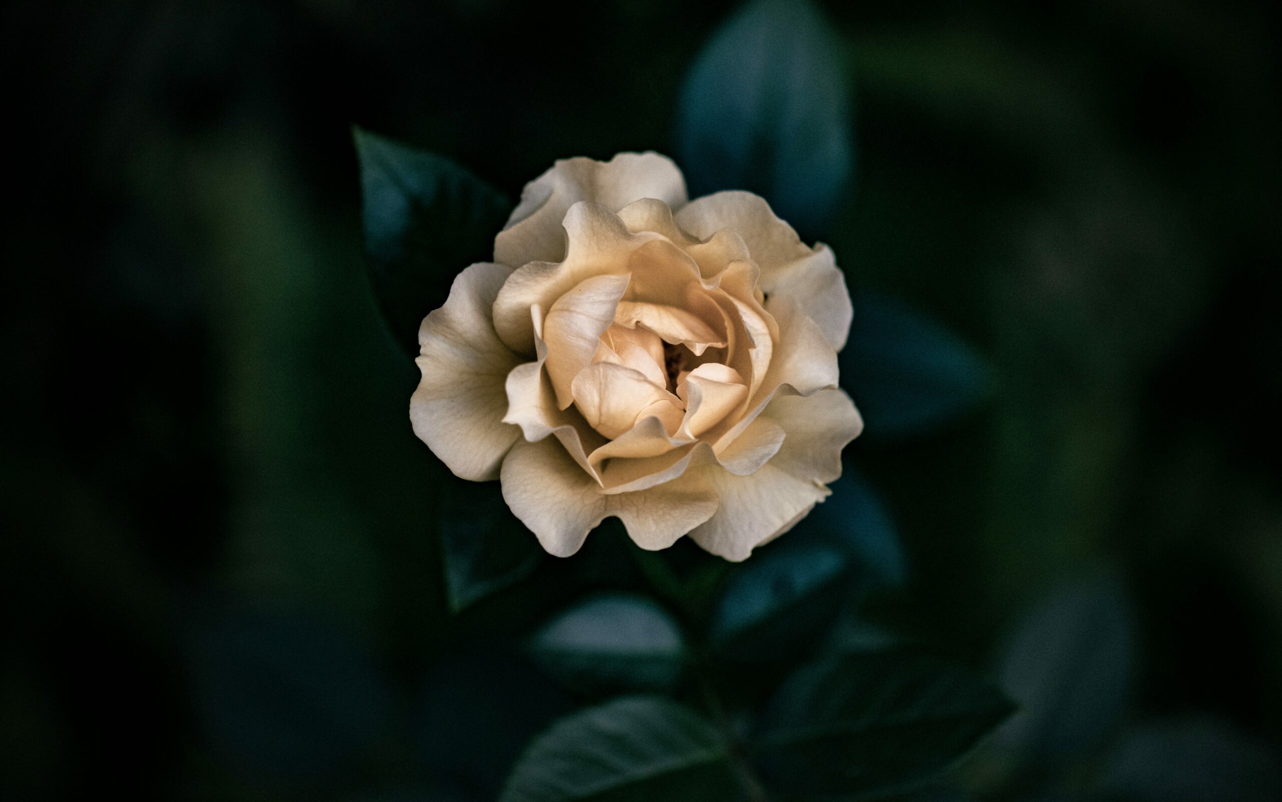 Secret Love edited scaled secret love