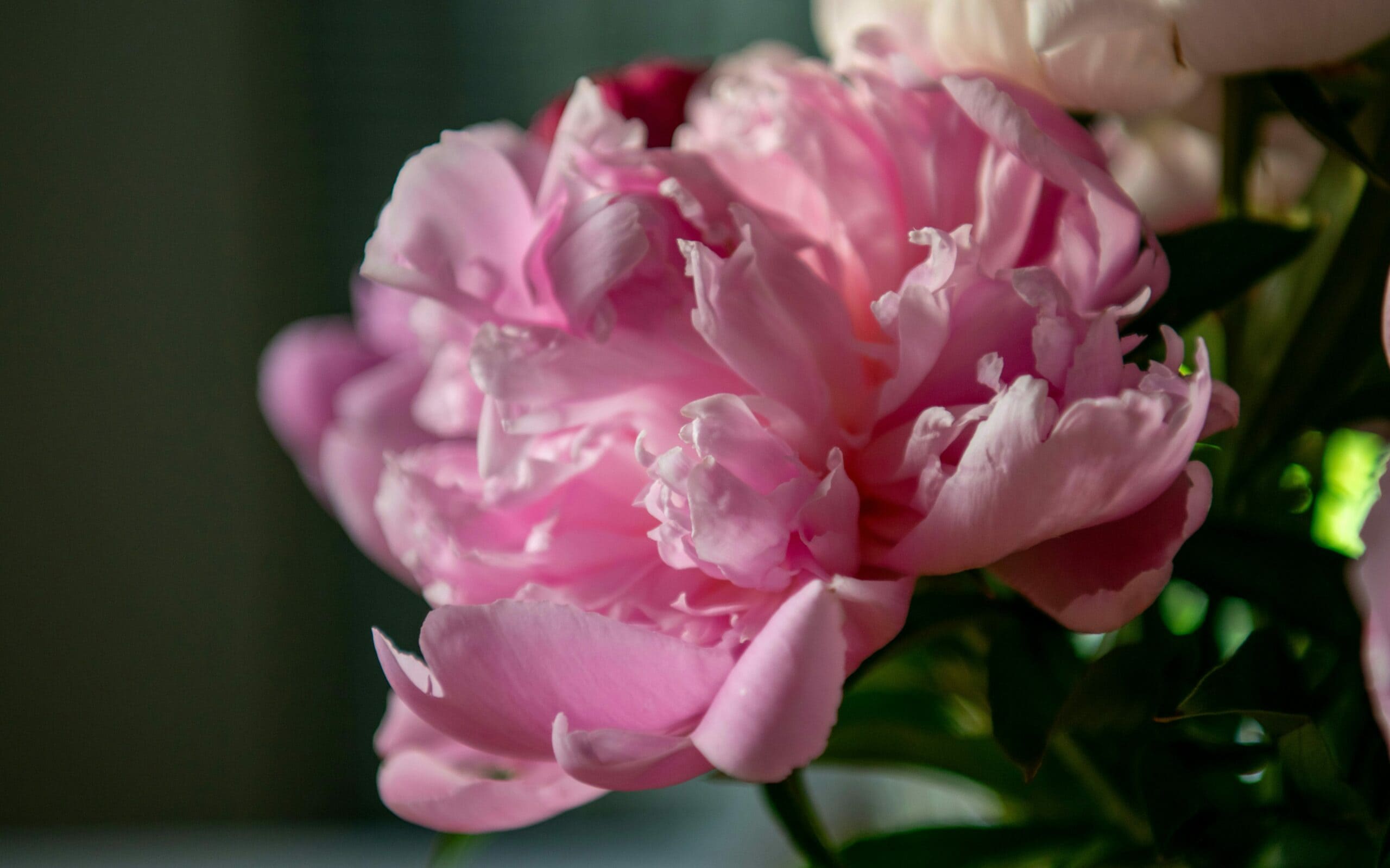 Symbol of Devotion edited scaled symbol of devotion