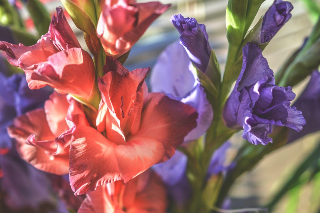 The Color of Violet and Red Gladioli in Sunlights