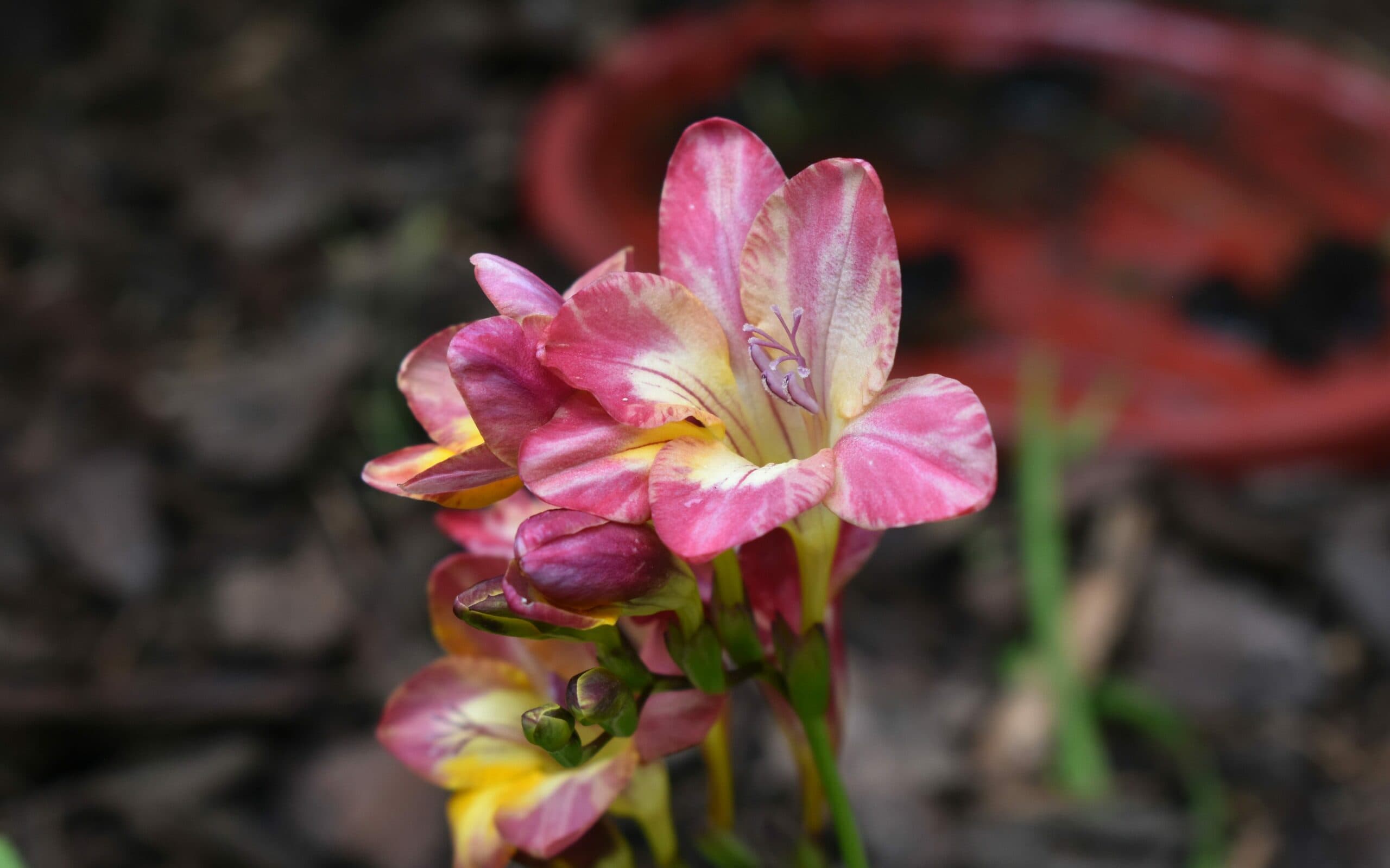 Trust and Honesty edited scaled trust and honesty