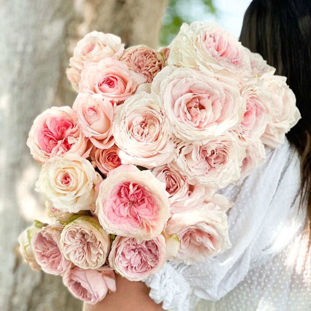 whimsical garden roses
