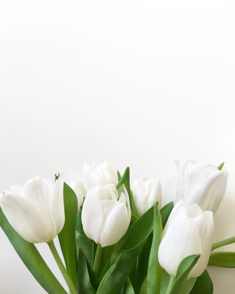 White Flower Tulip with White Backround