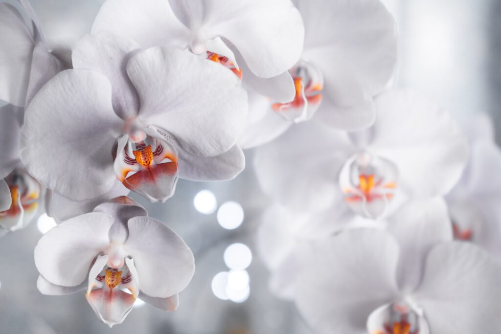Fresh White Orchids with Rain Drop
