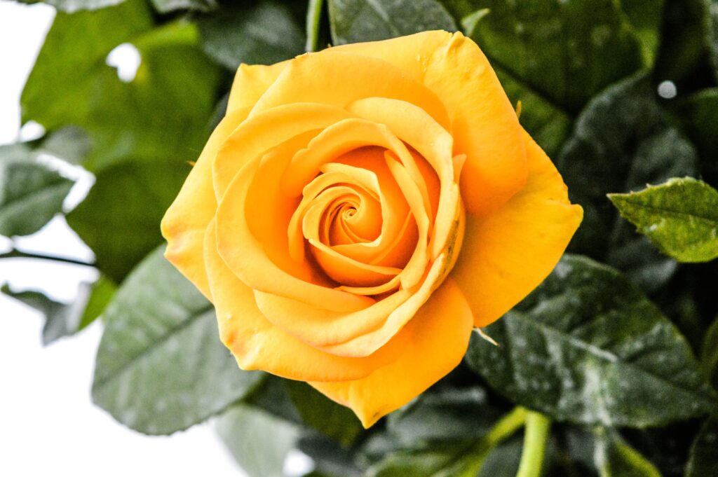 A Brighting Yellow Fresh Rose 