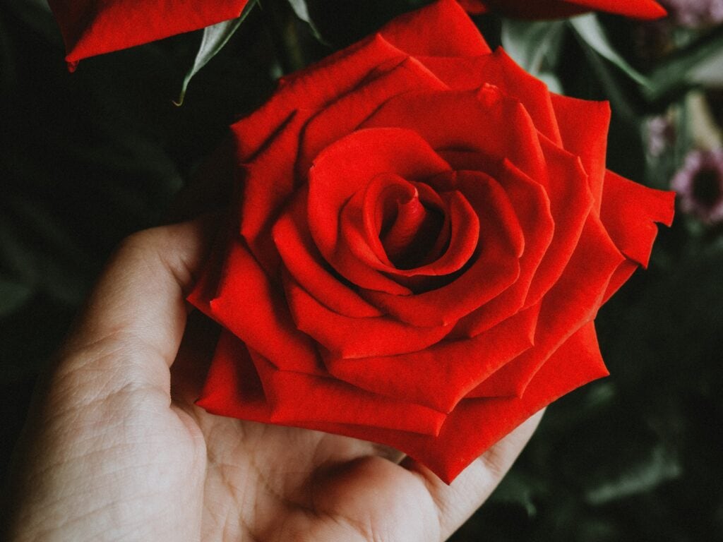 A Man Holding a Red Rose in Aberdeen