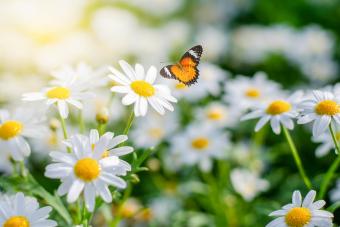 Best Birth Flowers by Month in Scotland