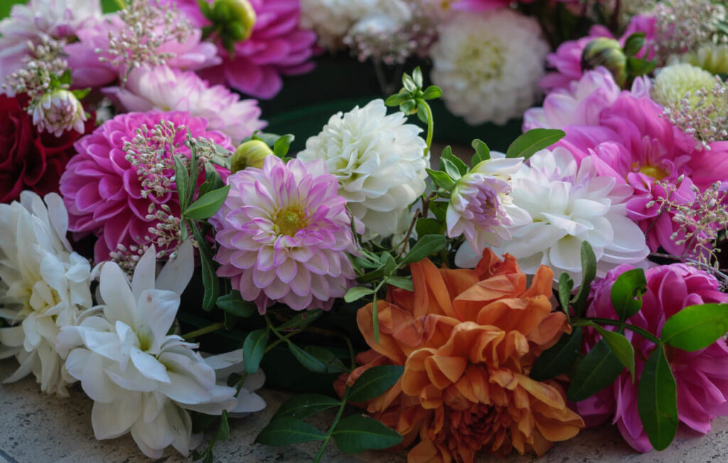autumn beautiful dahlias