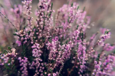 bbf Purple Heather Flower Scotland