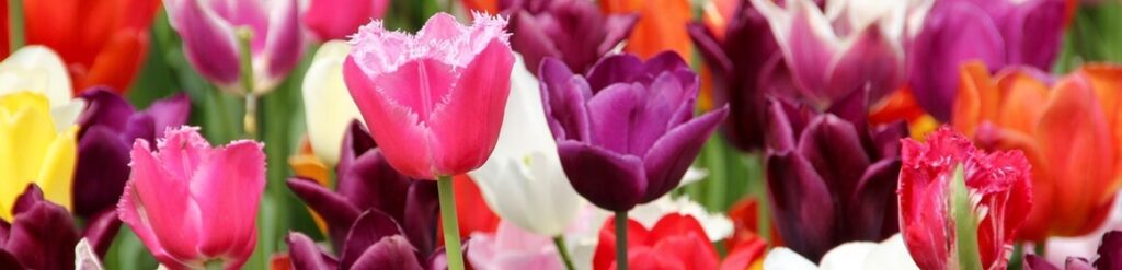 Beautiful Tulip Garden in Scotland
