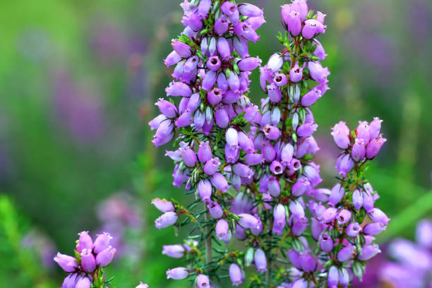 A wild bunch of bell heather in Scotland