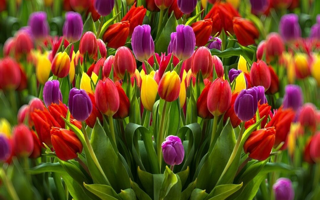 Why Tulip is The Best Spring Flower For Bouquets