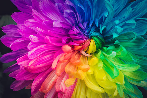 A flower with a kaleidoscope-like colour of petals