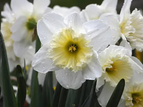daffodil daffodil