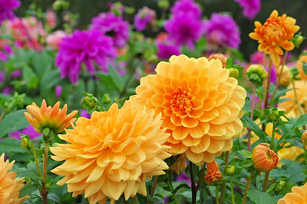 A bright and vibrant dahlia flowers in Scotland