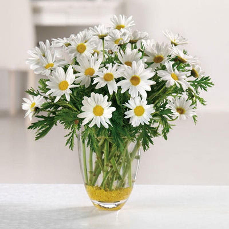 White Daisy in Flower Vase