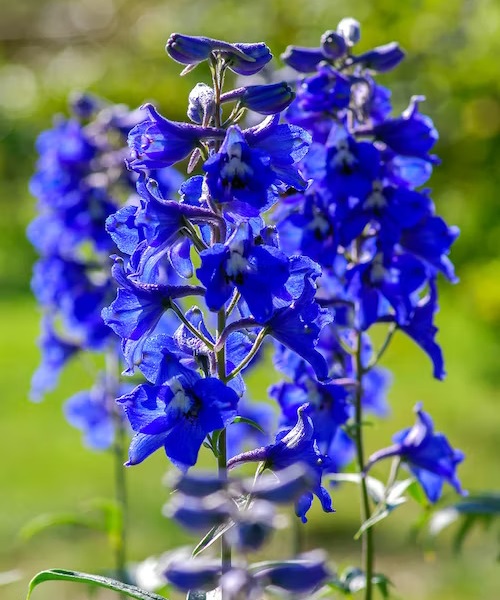 A vibrant blue delphinium in a summer garden
