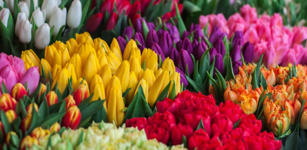 Different fresh flower blooms in Scotland