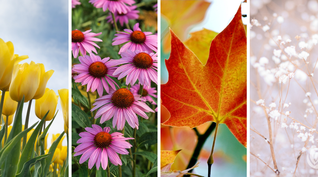 Best Enchanting Bouquets for Every Seasonal Celebration