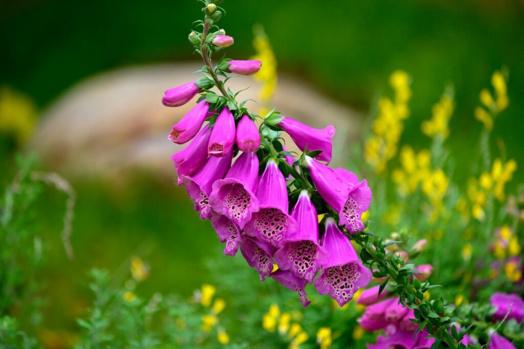 Purple foxglove flowers in the wild