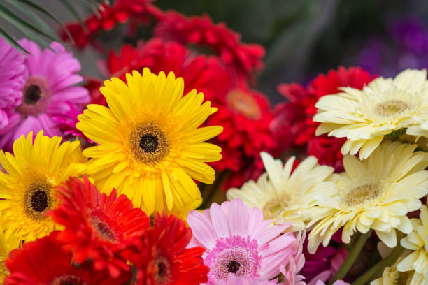 A colorful bunch of gerbera daisies