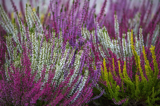 Exploring Scotland’s Floral Wonderland: A Guide to the Best Flowers