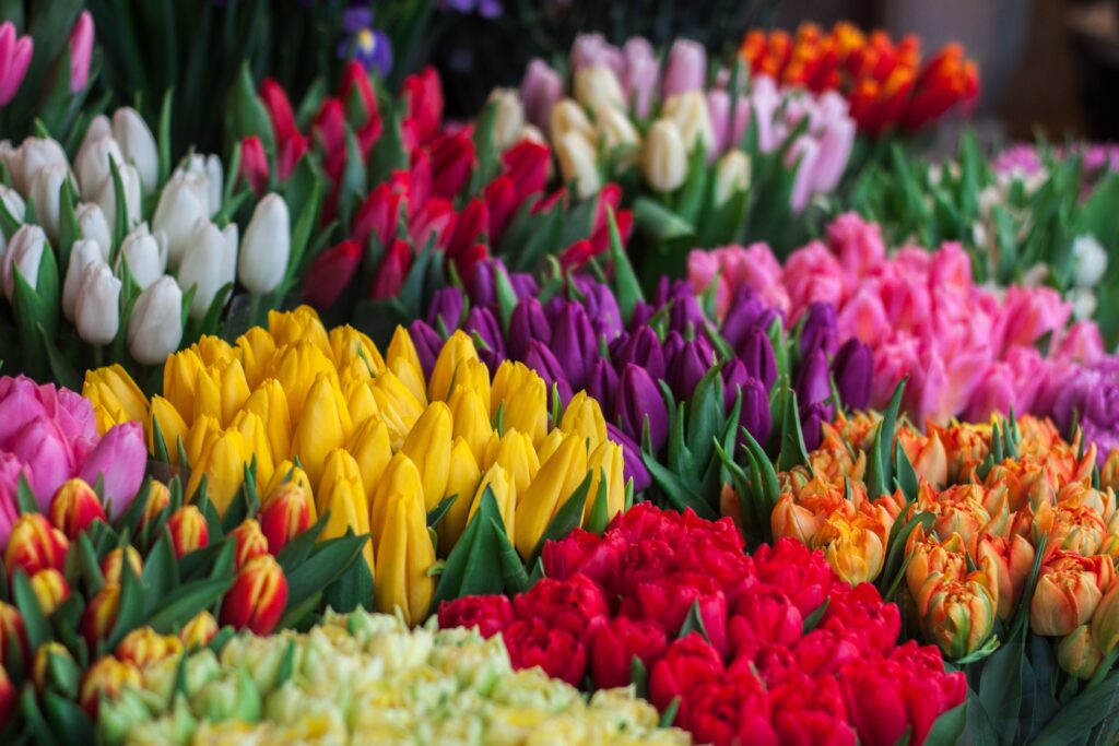 diffrent color of classic triumph tulip