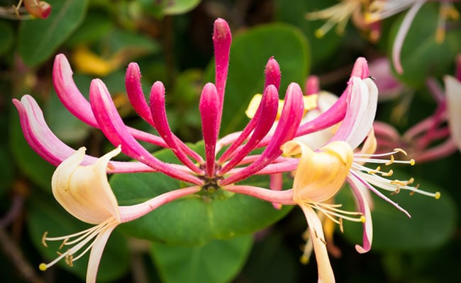 Best Birth Flowers by Month in Scotland