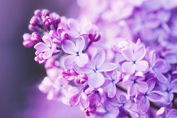 Fragrant blooms of lilacs in Scotland