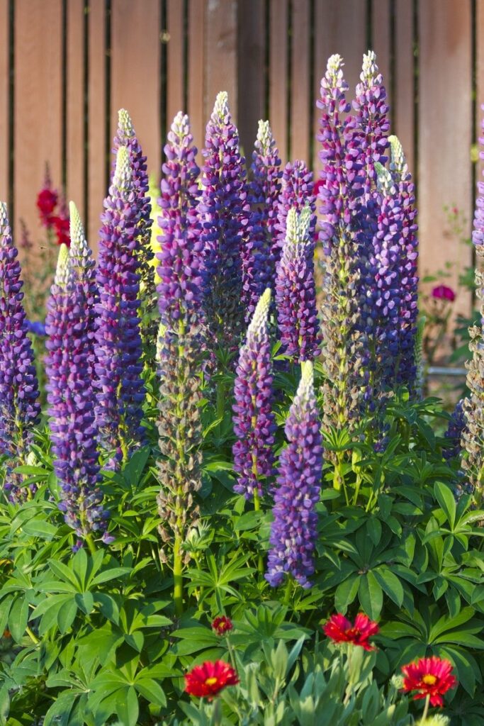 A tall lupine flowers in a summer gardens in Scotland