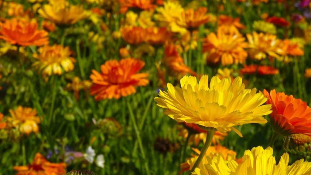 A bunch of wild marigold flowers