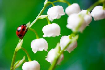 Best Birth Flowers by Month in Scotland