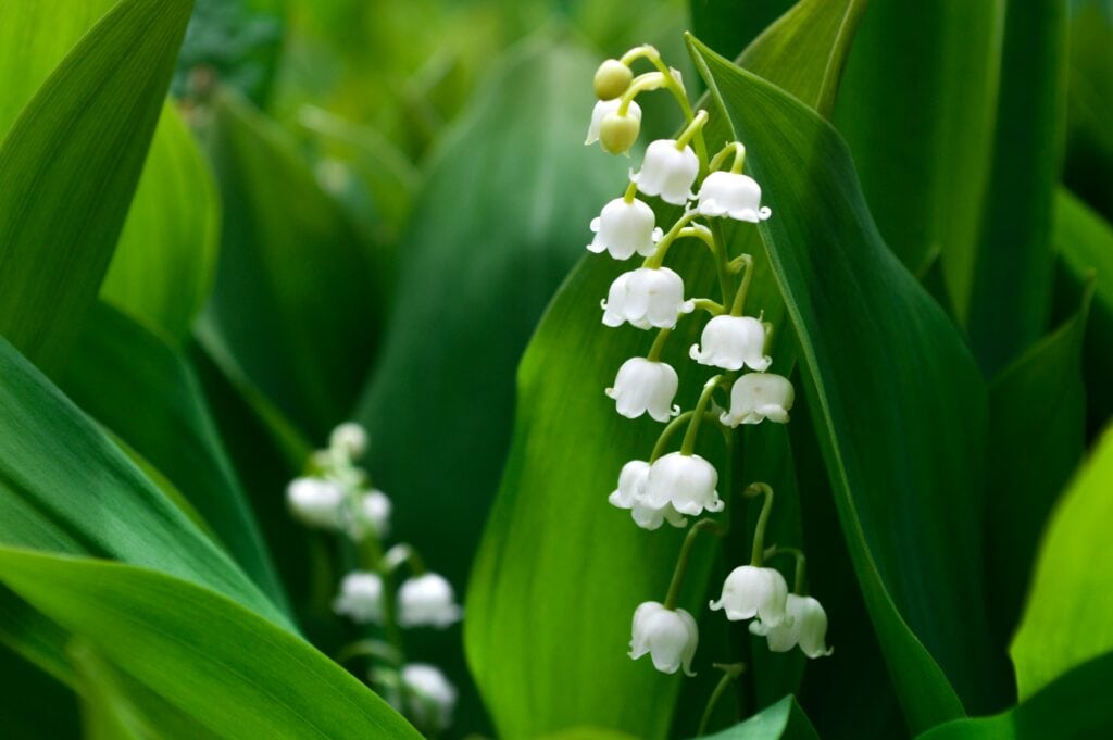 oceane george IWWvHIoQwNw unsplash Lily of Valley in Scotland