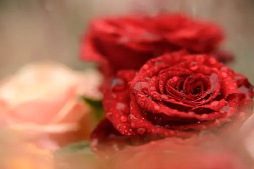 rose Red Rose in Scotland