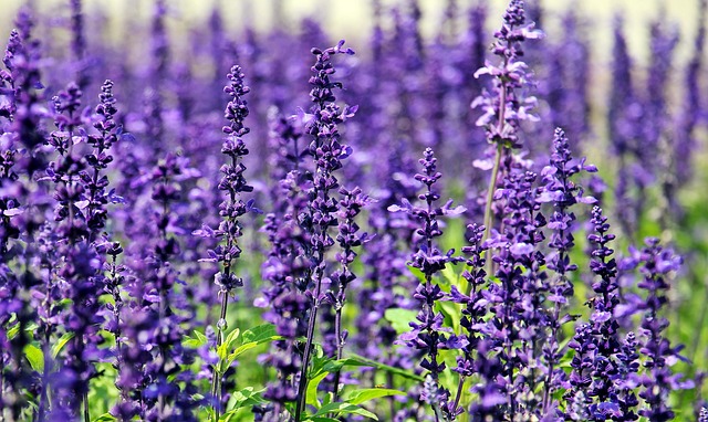 Fresh purple flowers in Scotland