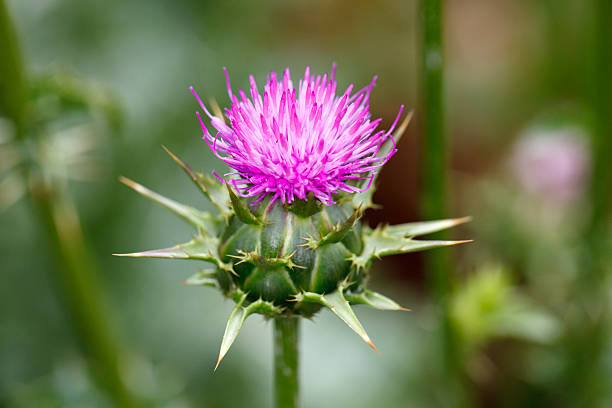 A beautiful pink thistle flower in Scotland