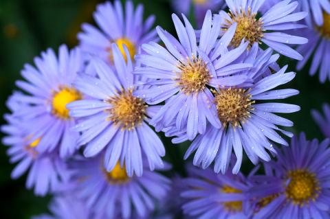 Best Birth Flowers by Month in Scotland