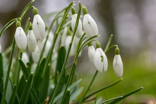 snow Snowdrop Flower in Scotland