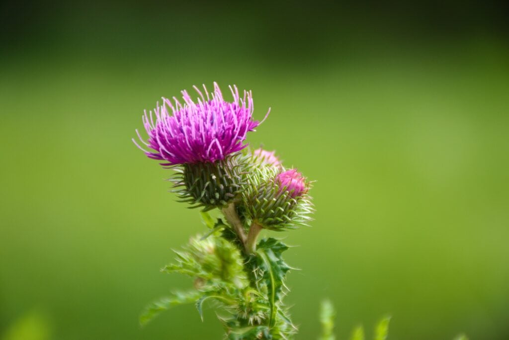 stephan h 4FU5fpnZ7SQ unsplash Thistle Flower in Scotland