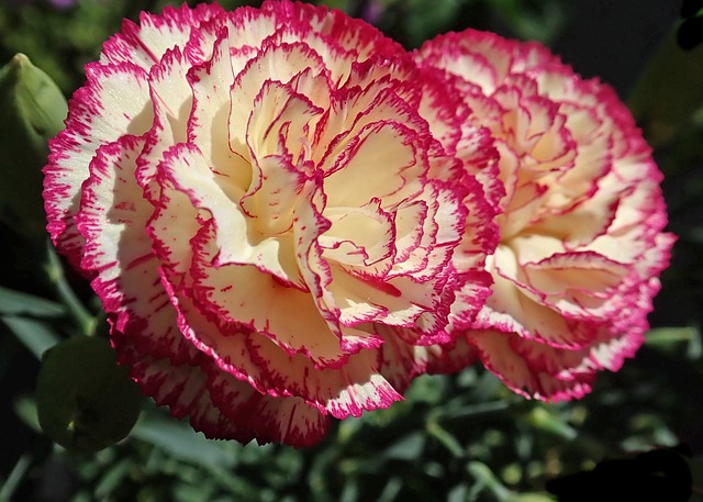 A red and white-striped carnation flower