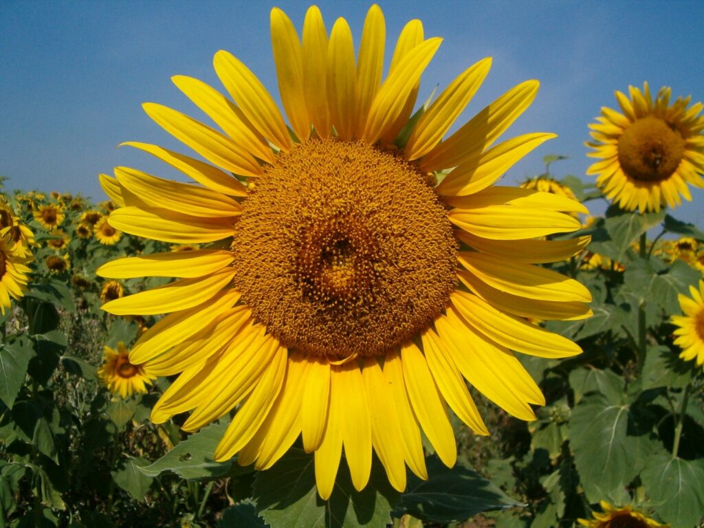 A fresh vibrant sunflowers in Scotland