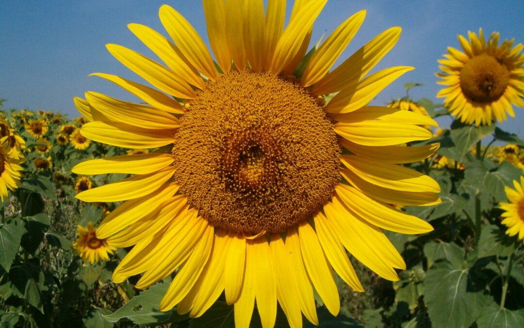 A sunflower blooming in summer in Scotland
