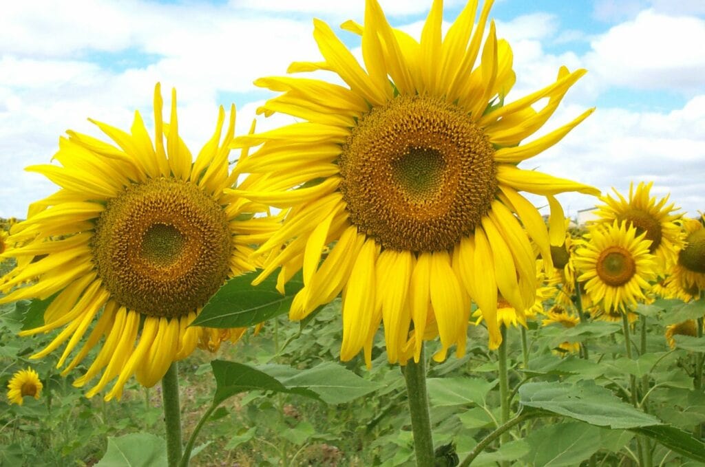 Fresh sunflowers planted in a farm in Scotland