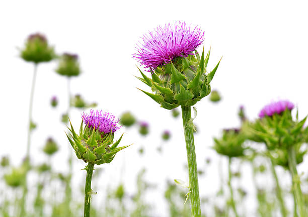 Embracing Scotland’s Pride: The Thistle – Scotland’s Flower Symbol
