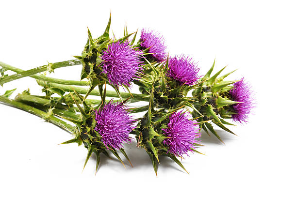 Thistle flowers lying down on a white background