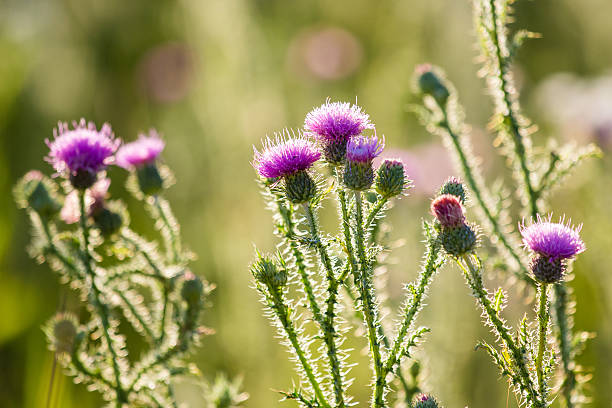 A wild thistle blooms in Scotland